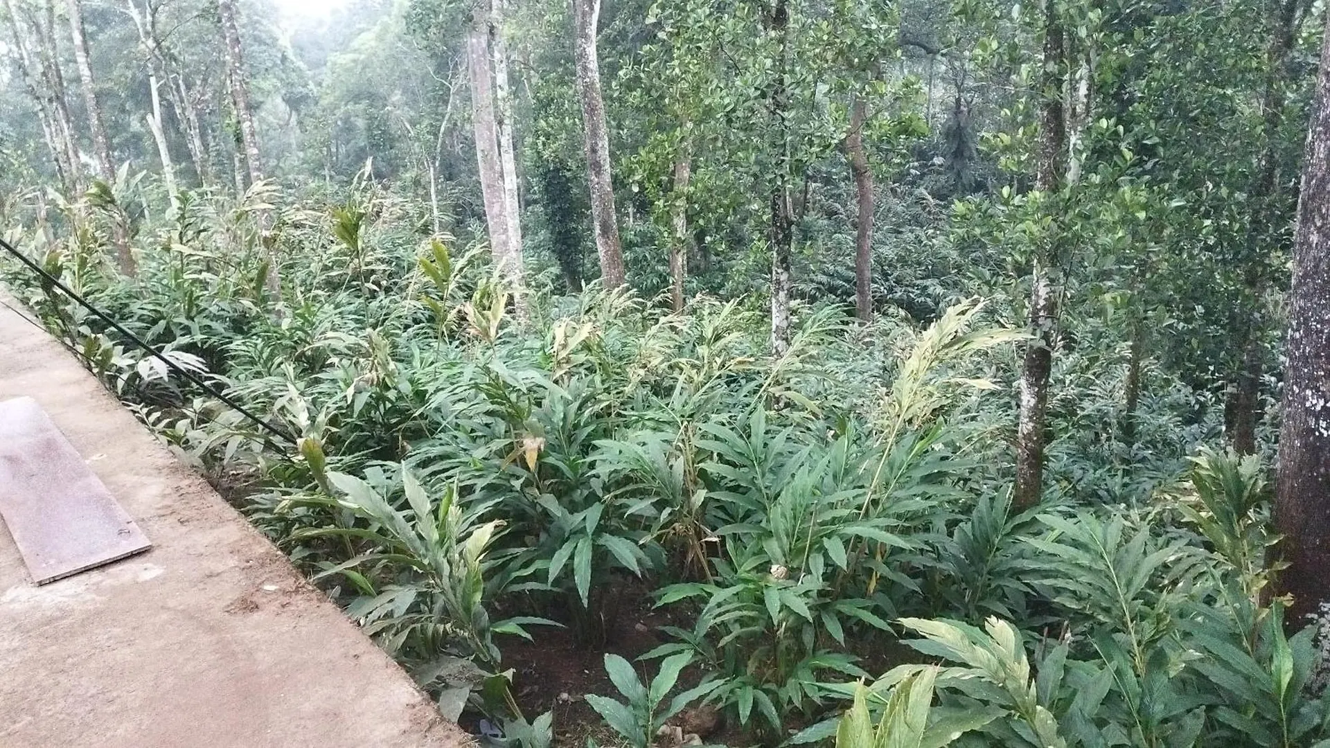 Banjara Hills Munnar Villa
